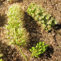 Combretum albidum G.DonRoxb. ex G.Don